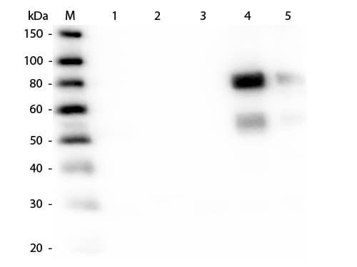Rabbit Anti-Rat IgM Secondary Antibody (AP)
