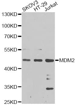 MDM2 Antibody