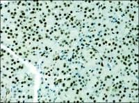 Histone H3 Antibody (aa100-150)