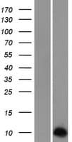 NNAT / Neuronatin Protein (Over-Expression Lysate Myc-DDK (Flag))