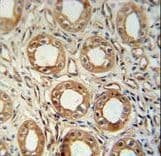LNPEP Antibody (aa23-52)