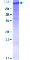 Human NLRP13 Protein (Recombinant GST)