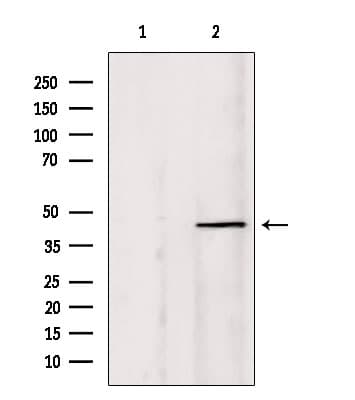PIAS1 Antibody