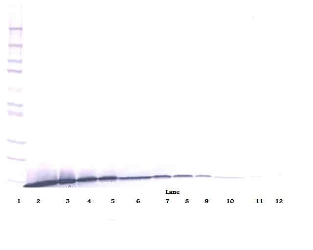 ARTN / Artemin Antibody (Biotin)