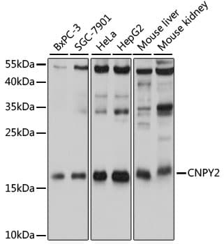 Cnpy2 / TMEM4 Antibody