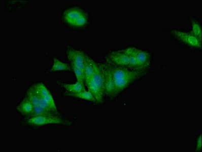 Leptin Antibody