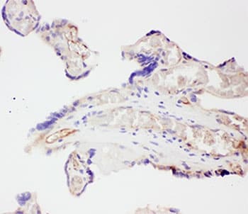 VEGF Antibody (aa27-191)