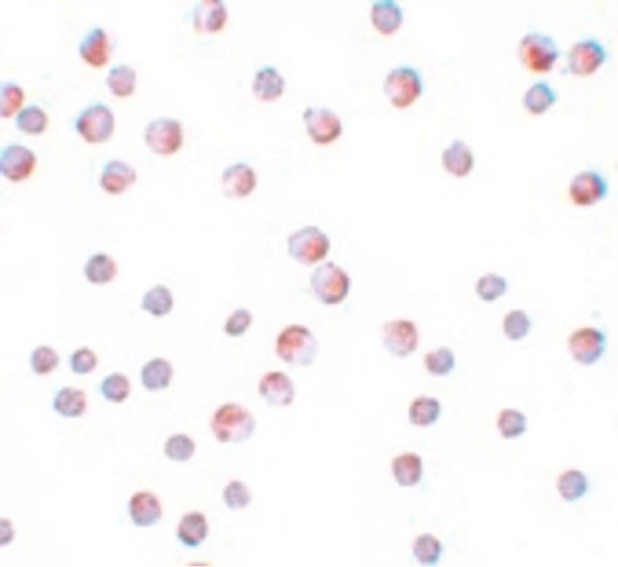 IHC-plus™ Polyclonal Rabbit anti-Human ATG9B Antibody (IHC, IF, WB)