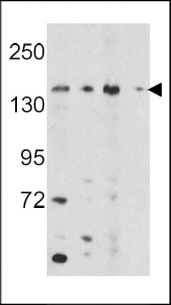 OPLAH Antibody (aa1-30)