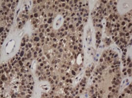 JUN / c-Jun Antibody (clone OTI2D11)