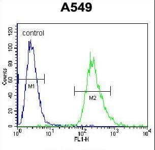 Polyclonal Rabbit anti-Human PRR19 Antibody (aa208-236, WB)