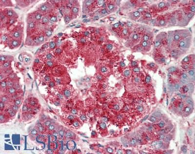 IHC-plus™ LAMP1 / CD107a Antibody