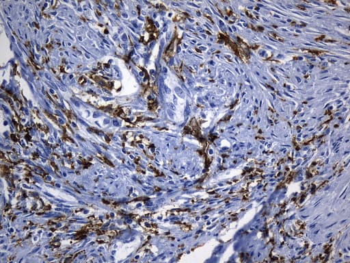 Monoclonal Mouse anti-Human MSR1 / CD204 Antibody (clone UMAB247, aa197-451, IHC)