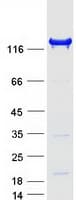 Human INPP5D / SHIP1 / SHIP Protein (Recombinant Myc-DDK (Flag))