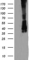 MAP2K3 / MEK3 / MKK3 Antibody (clone OTI6B11, Carrier-free)