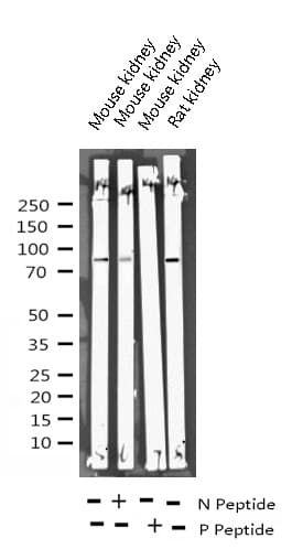 MAPT / Tau Antibody (phospho-Ser422)