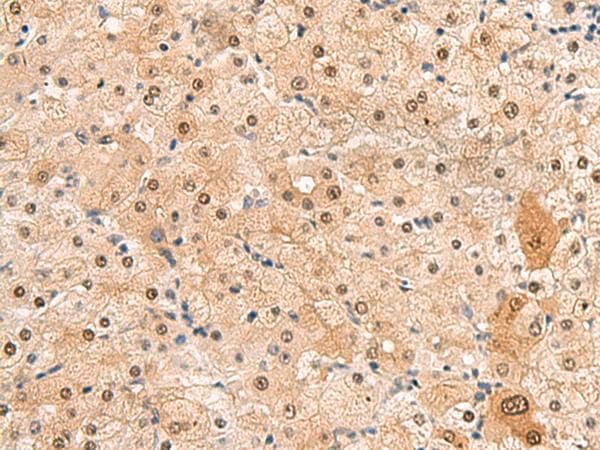 HEBP2 Antibody