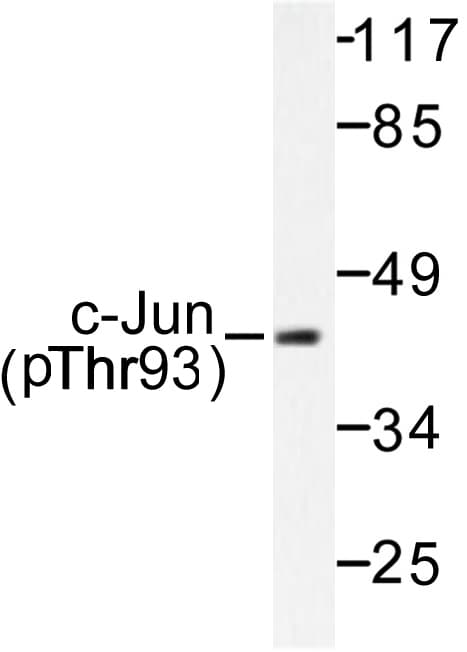 Polyclonal Rabbit anti-Human JUN / c-Jun Antibody (phospho-Thr93, IHC, WB)
