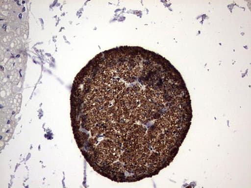 NUMB Antibody (aa1-365, clone OTI1B5)