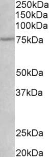 NGFR / CD271 / TNR16 Antibody (aa202-215)