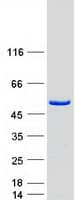 Human EIF2S2 Protein (Recombinant Myc-DDK (Flag))