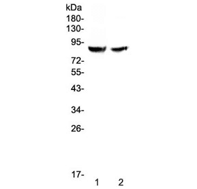 SLC26A4 / Pendrin Antibody (aa674-705)