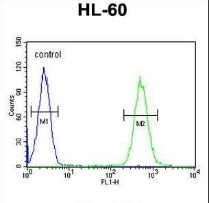 Polyclonal Rabbit anti-Human BTNL3 Antibody (aa427-455, WB)