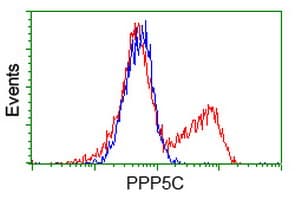 PPP5C Antibody (clone OTI5G5)