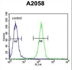 XRCC6 / Ku70 Antibody (aa521-548)