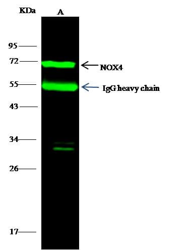 NOX4 Antibody (Preservative Free)