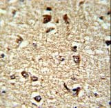 CDK19 / CDK11 Antibody (aa253-285)
