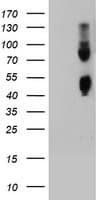 Carboxypeptidase O / CPO Antibody (clone OTI4A9)