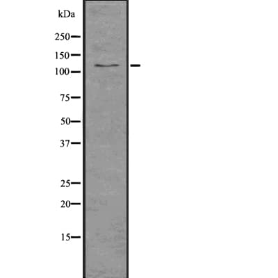 IPO9 / Importin 9 Antibody