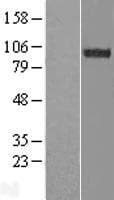 ESYT2 / E-Syt2 Protein (Over-Expression Lysate Myc-DDK (Flag))