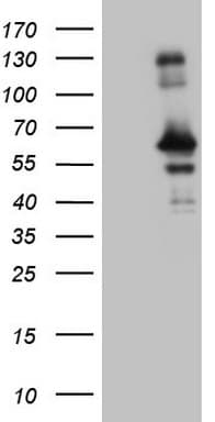 RAB3IP / RABIN3 Antibody (clone OTI5D3, Carrier-free)