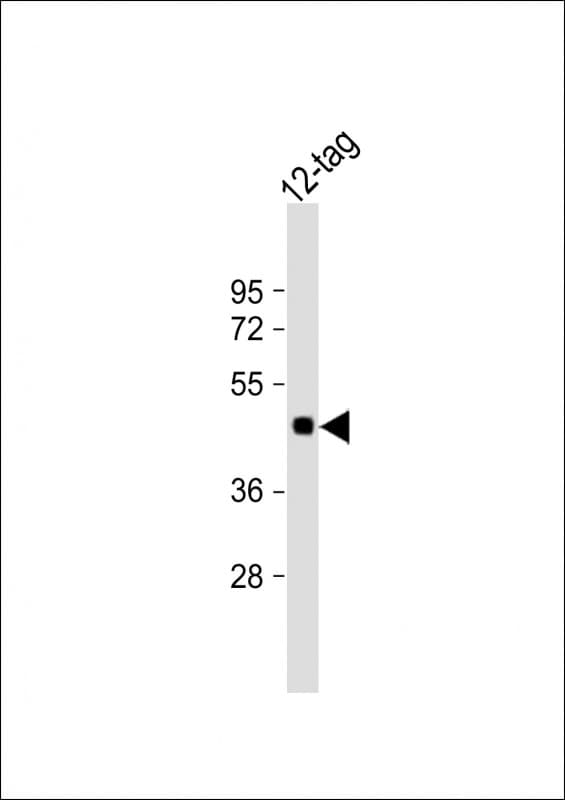 Myc Tag Antibody (clone 9E10, HRP)