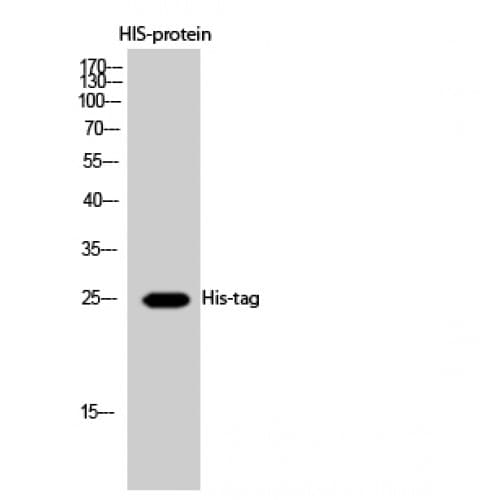 Polyclonal Rabbit His Tag Antibody (WB)