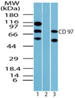 IHC-plus™ Polyclonal Rabbit anti-Human ADGRE5 / CD97 Antibody (aa220-270, IHC, WB)