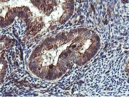 EPN2 Antibody (clone OTI1H3)
