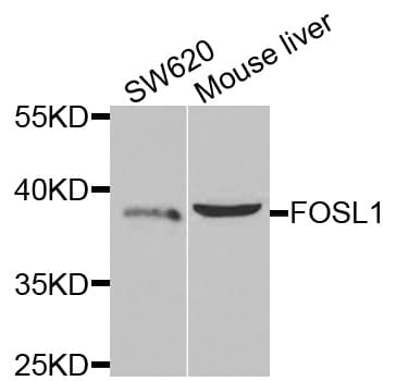 FRA-1 / FOSL1 Antibody