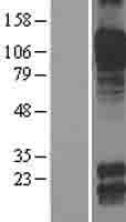 CDH8 / Cadherin 8 Protein (Over-Expression Lysate Myc-DDK (Flag))