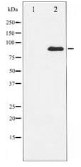 ATRIP Antibody