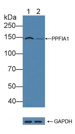 PPFIA1 / LIPRIN Antibody
