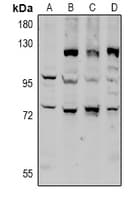 CD6 Antibody