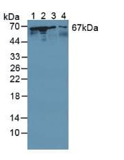 STI1 / STIP1 Antibody (aa1-169)