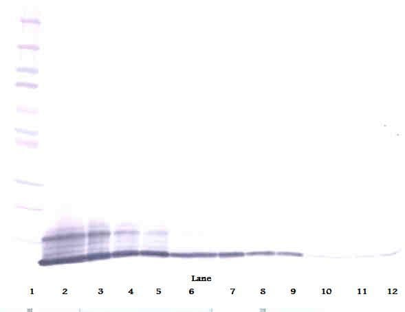 CCL5 / RANTES Antibody (Biotin)