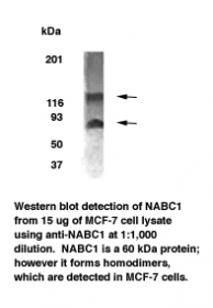 Polyclonal Rabbit anti-Human BCAS1 / NABC1 Antibody (WB)