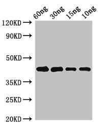Polyclonal Rabbit anti-Phleum pratense Pollen allergen Phl p 5b Antibody