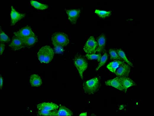 FXR1 Antibody
