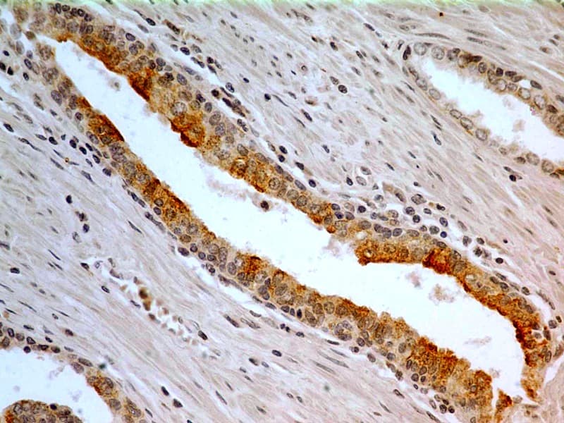 CASP3 / Caspase 3 Antibody